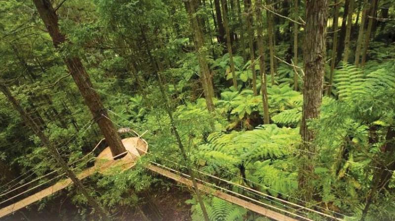 According to Kodaikanal foresters, the walkway will consist of a bridge designed with a rope and will pass through the canopy of the pristine forest.
