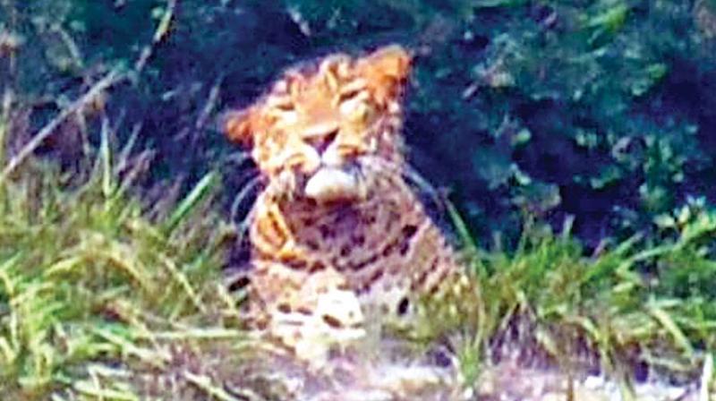 The tiger that strayed into the Attadi area in the  outskirts of Coonoor town. (Photo: DC)
