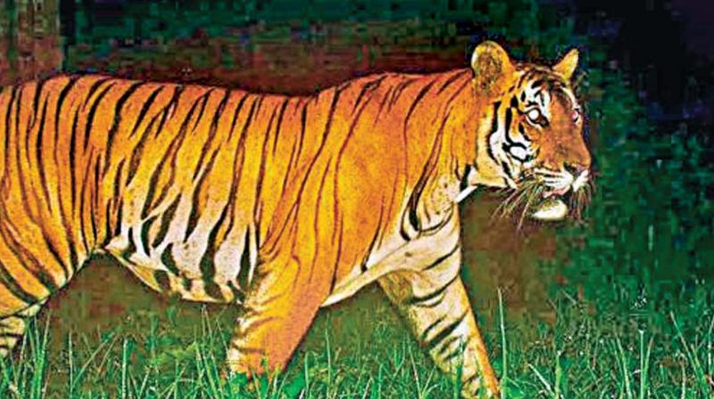 According to TN wildlife sources there were cases of NTCA pulling up the state authority for not utilizing funds given to the Kalakad Mundanthurai Tiger reserve.