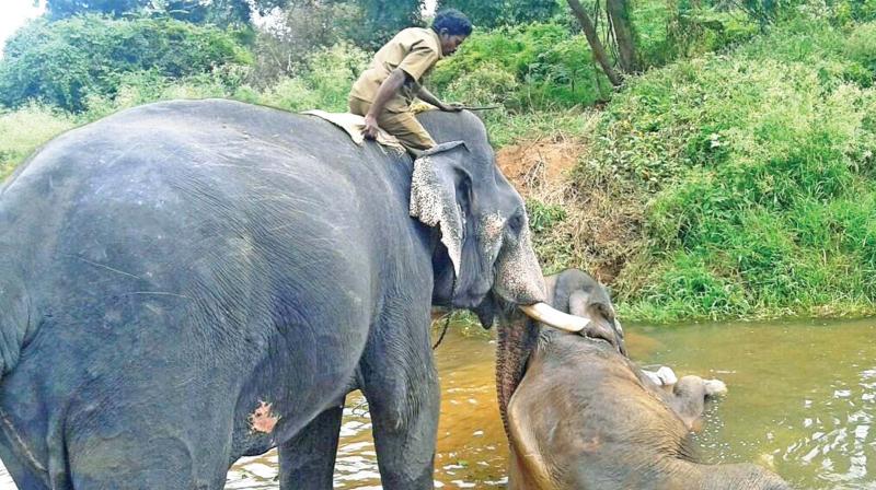 Kumki elephant rescues a jumbo that fell into a  jungle stream in Segur forests. (Photo: DC)