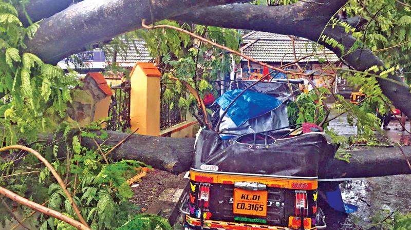 An auto smashed to bits by an uprooted tree in Kanyakumari district on Thursday. (Photo: DC)