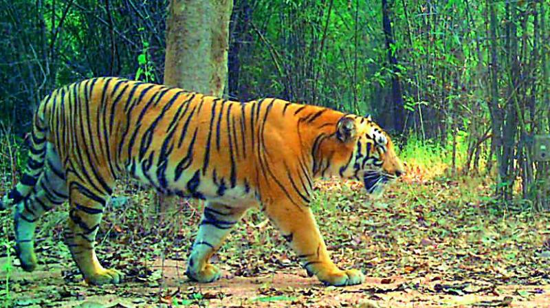 A tiger spotted at the Kawal Tiger reserve.