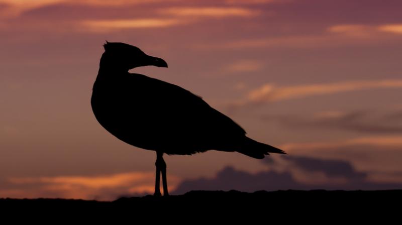 New study indicates about 18,000 new bird species