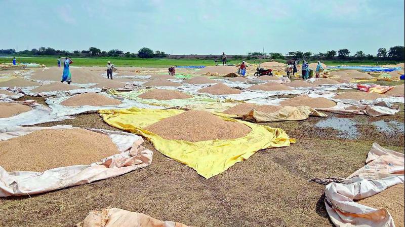 Farmers dry paddy crops drenched in Fridays rain at Manubolu village in SPSR Nellore on Saturday. (Photo: DC)