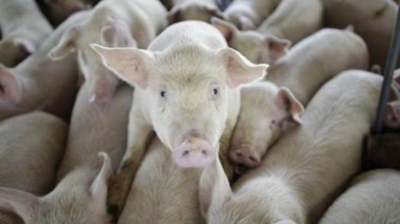 GHMC, Pollution Control Board, and Neredmet police took into custody one person for running an illegal piggery involved in extracting oil from pig waste. (Representational image)