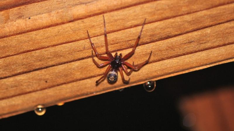 Brown widow spiders, as well as the black widow spiders, are notorious for cannibalising the male after copulation. (Photo: Pixabay)
