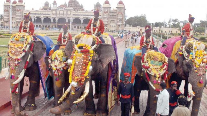 The 12 jumbos participated in a mini procession in the Mysuru palace grounds  on Tuesday along with eight platoons of the police, including two mounted platoons, and an armed platoon (Representional Image)