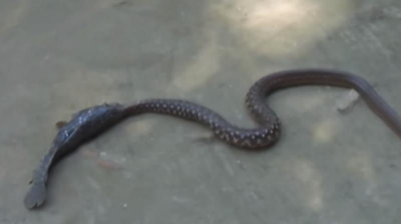 Fish and snake take epic battle on land. (Photo: Youtube)