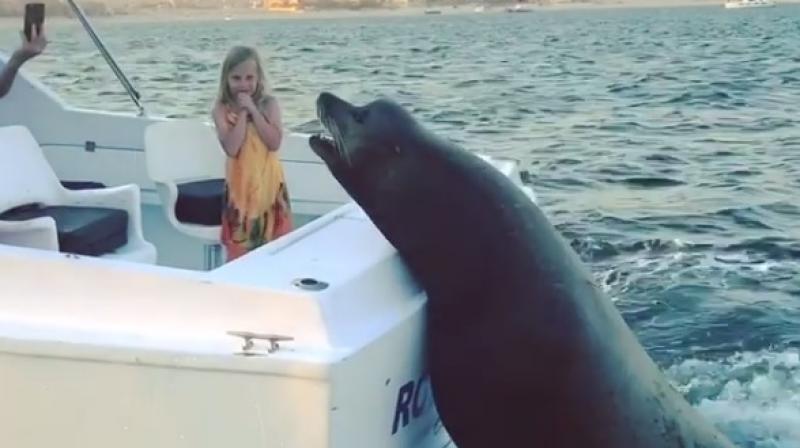 Sea lions jumps on moving boat. (Photo: Instagram / Brent Bielmann)