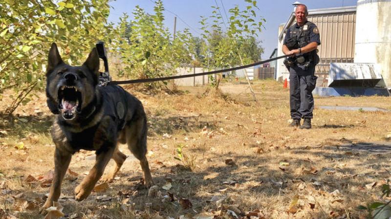 Departments generally use the cameras when dogs go out to look for suspects, missing people or explosives  for the dogs safety and for intelligence gathering. (Photo: AP)