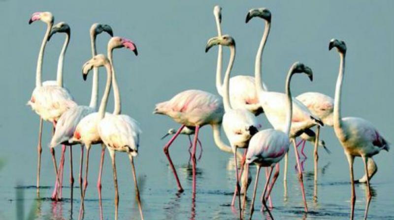 The turnout for the Flamingo festival at Sullurpeta was thin on the second day unlike in the previous year. People from Nellore and neighbouring Chittoor districts and Tamil Nadu used to make a beeline to Nelapattu and Pulicat bird sanctuaries for the bird fest.