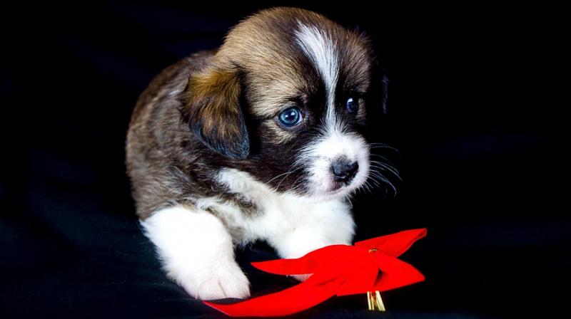 With Valentines Day round the corner, there will be many who might opt to gift their beloved a puppy, kitten or even a furry white bunny.