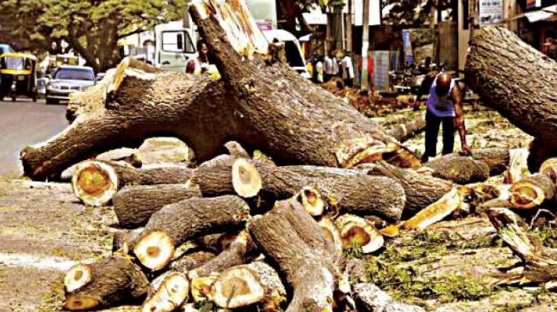 This is soaking the tree debris which is rotting, said a local resident,  Mr Narasimha.  (Representational Image)