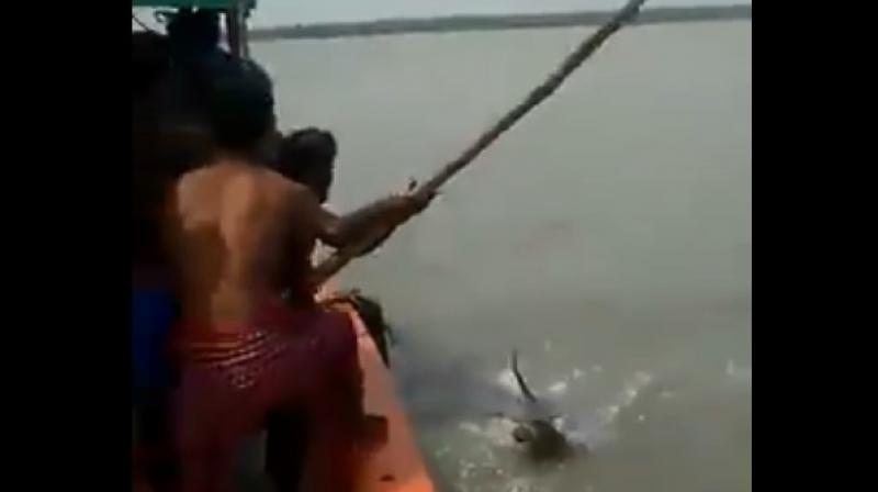 The tiger somehow managed to wriggle away from the attacks by the fishermen. (Photo: Video screengrab)