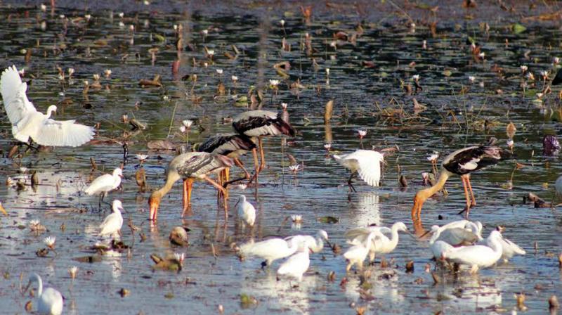 Painted storks and egrets found during the bird survey at Polachira wetlands. (Photo: DC)