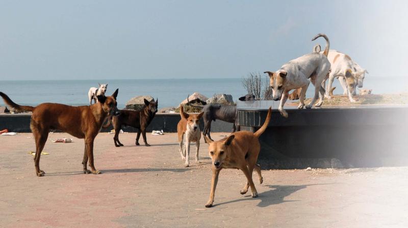 Strays at the Kozhikode beach on Tuesday. (Photo: DC)