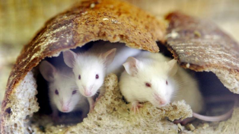 An experiment turned lab mice into super-eating machines, vigorously attacking food, bottle caps, and sticks as prey. (Photo: AFP)