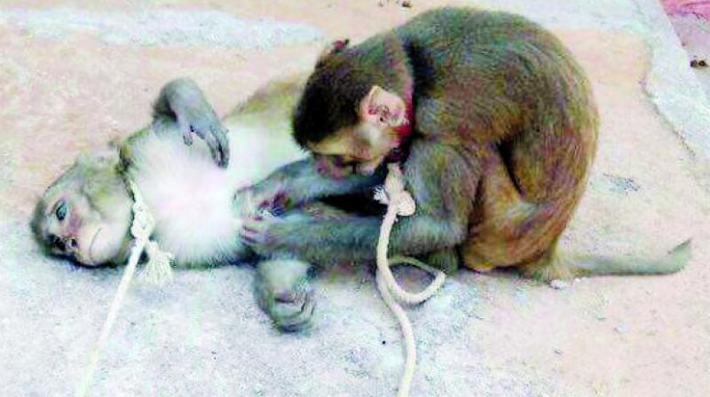 The two men have been booked under the Wildlife Protection Act. (Photo: Asian Age)