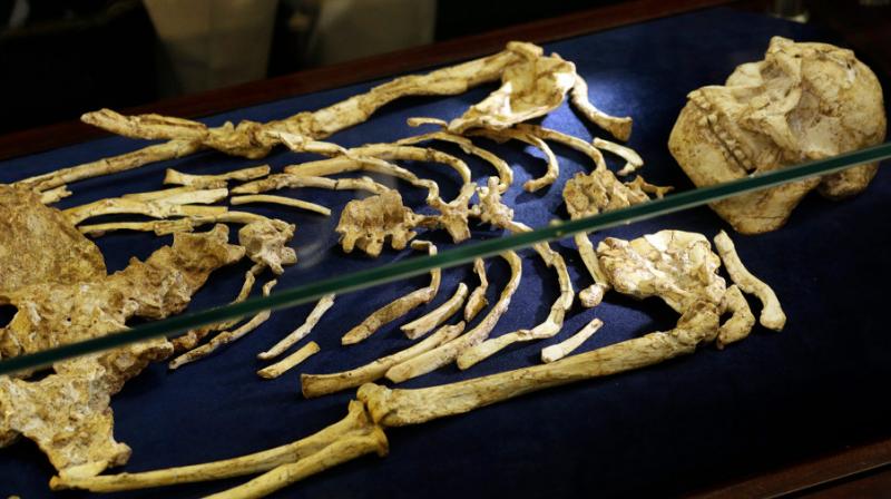 The skeleton, dubbed Little Foot, was discovered in the Sterkfontein caves, about 40 kilometers northwest of Johannesburg when small foot bones were found in rock blasted by miners. Photo:AP