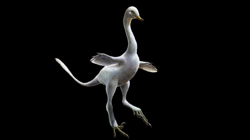 A dinosaur that looks like an odd mix of duck, croc, ostrich and swan discovered