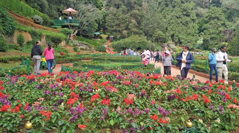 Bloom of flowers has just commenced at the famous Govt Botanical Garden in Ooty as tourists influx begins to surge for autumn season.	Image: DC
