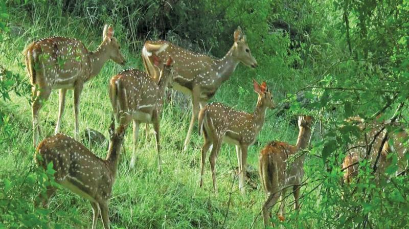 Herd of deer at the jungle fringes at the buffer zone area of Mudumalai Tiger Reserve.      Image: DC