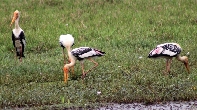 Painted storks arrive near the wetlands of the state.
