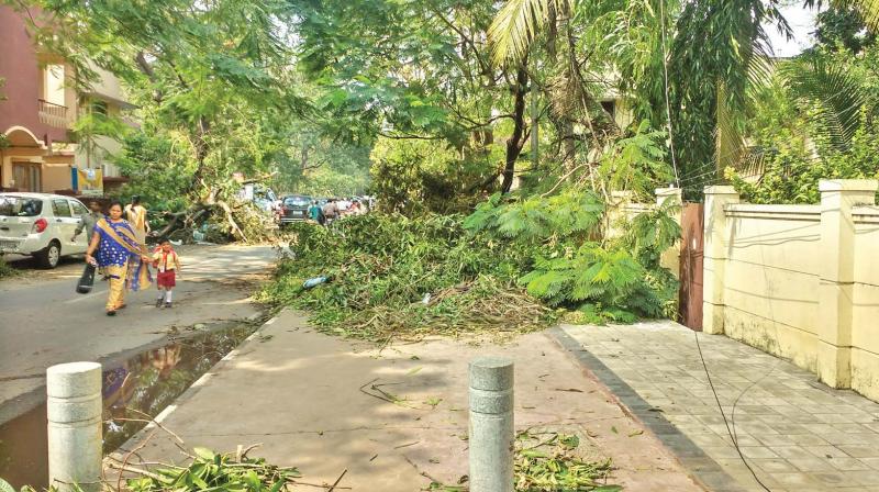 Trees fallen on a footpath in K.K. Nagar after Vardah. (Photo: DC)