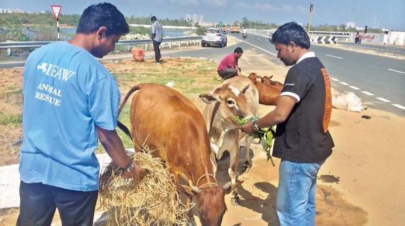 Volunteers from People for Cattle in India feed cattle rescued after the cyclone.