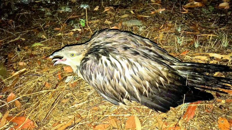 Honey Buzzard