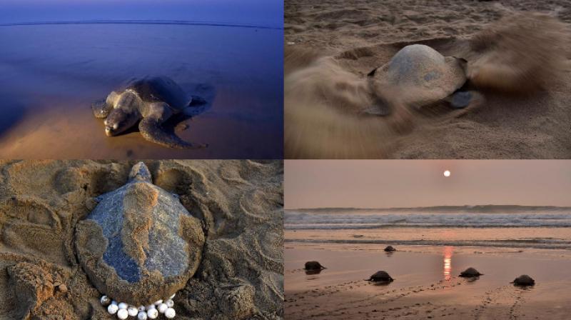 Olive Ridley turtles nest at Rushikulya beach in Bhubaneshwar