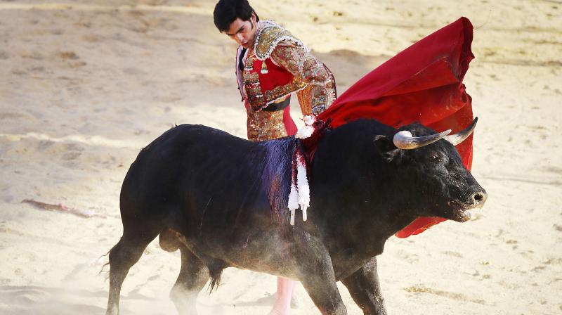 Mexicans celebrate 500-year-old tradition of bullfighting
