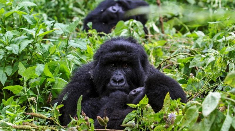 Ebola has wiped out tens of thousands of the wild apes in three decades. (Photo: AFP)