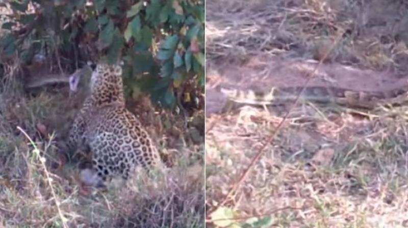 Footage recorded by tourists at the Kruger National Park shows the two leopards  a mother and her cub  pouncing on the serpent. (Credit: YouTube)