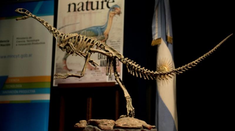 A replica of a Chilesaurus diegosuarezi skeleton, a vegetarian dinosaur, exhibited at the Bernardino Rivadavia Natural Sciences Museum in Buenos Aires, Argentina. (Photo: AFP)