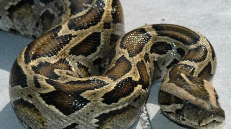 Burmese pythons are wiping out small mammal populations driving some nearly to extinction in a tropical wetland in the US state. (Photo: Representational Image)