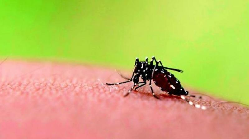 Increase in number of Dengue cases in Tirupati and other major parts of Chittoor district is creating worries to the Medical, Health and  Family Welfare Department.