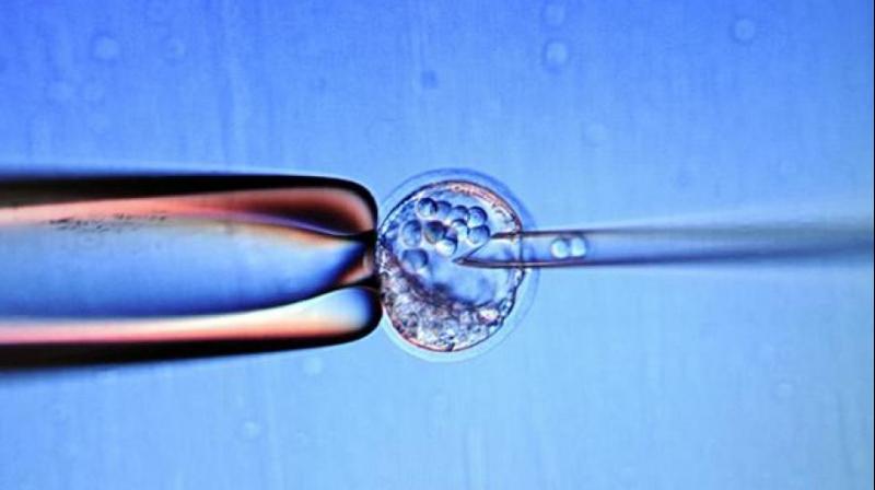 Itll take another two decades to perfect the technique and create human embryos (Photo: AFP)