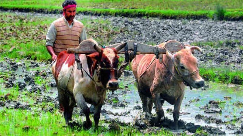 The farmers put up five stones calling them as Panchapandavulu with whitewash at the place where they offer traditional puja in the fields. (Representational image)