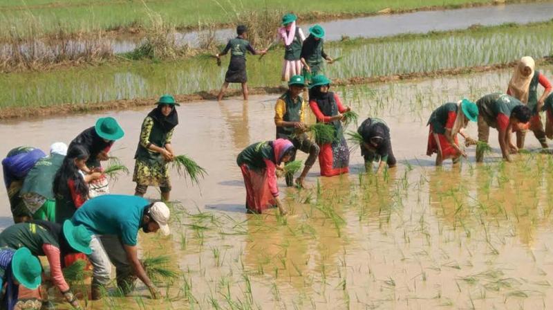 Student members of National Green Corps working in the fields of Valakkulam.	(Photo: DC)