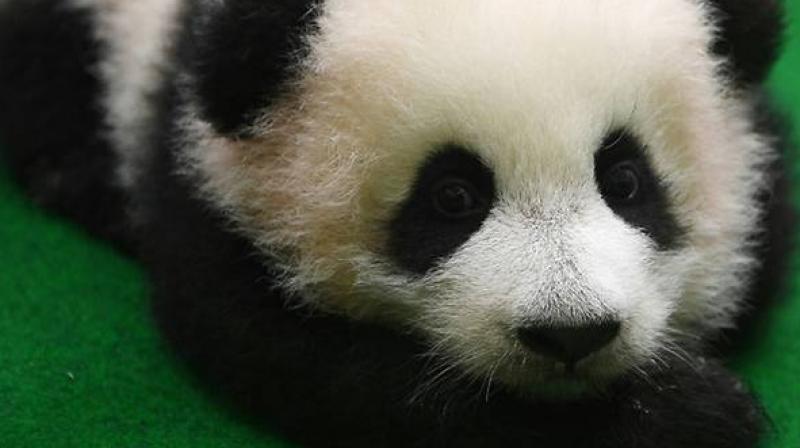 Chinese ambassador Bai Tian said he was pleased to see the cub was \comfortable and happy\. (Photo: AFP)