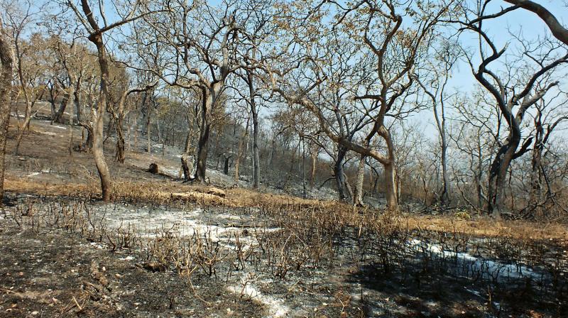 Parts of the Bandipur Tiger Reserve which have been destroyed in fire 	 KPN
