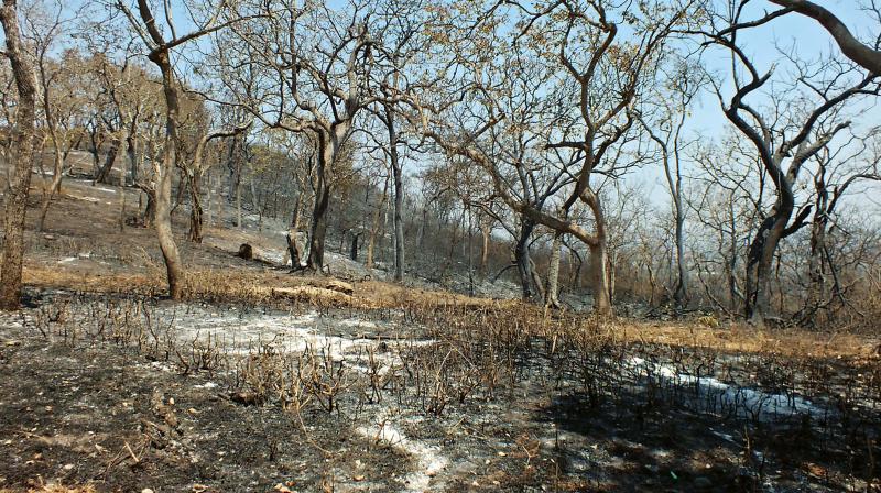 Parts of the Bandipur Tiger Reserve which have been destroyed in fire 	 KPN
