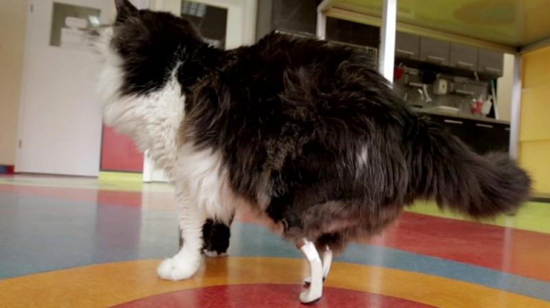 A cat named Pooh has been given a new lease of life in Bulgaria, becoming the countrys first â€œbionic catâ€ with a pair of prosthetic hind legs. (Photo: AP)