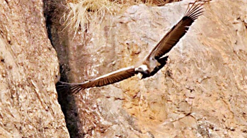 Deputy Conservator of Forests, Ramnagar, Kranthikumar plans to visit the Jatayu Conservation Breeding Centre in a couple of weeks to get a few tips on how to go about reviving the population of the vultures.