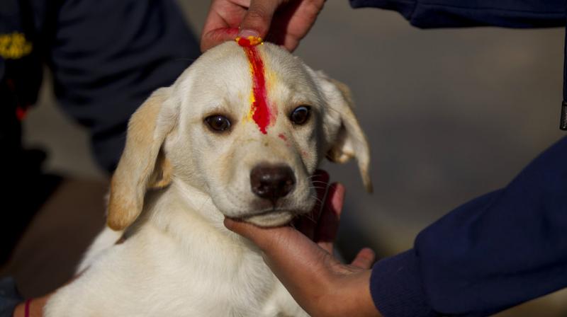 Its a dogs world: Nepal celebrates their love for mutts through Tihar festival
