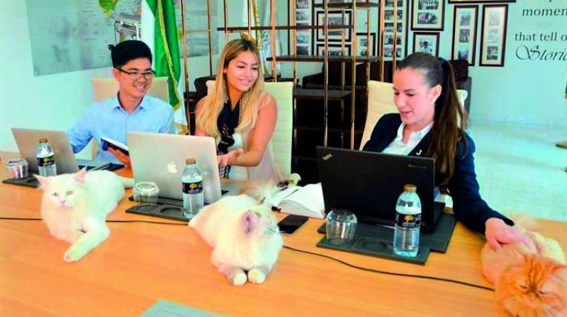 Jannah Hotels and Resorts said that so far, the cats have been employed at the hotels head office located in Abu Dhabi.