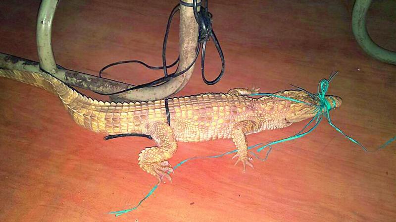 The crocodile was caught and tied to a desk at Chaderghat police station before being handed over to the zoo.