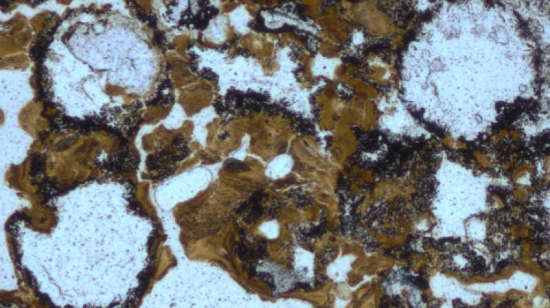 Spherical bubbles preserved in 3.48 billion-year-old rocks in the Dresser Formation in the Pilbara Craton in Western Australia provide evidence for early life having lived in ancient hot springs on land. Photo: UNSW