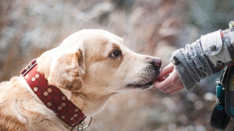 Research on dogs might shed light on human responses to food. (Photo: Pixabay)